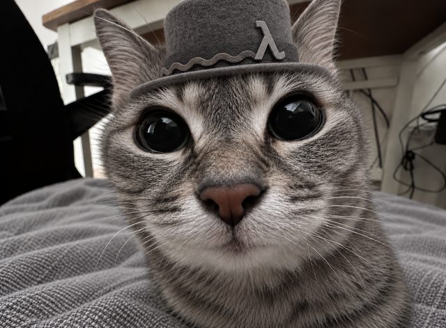 Formula Bro, a tabby cat with huge round black eyes, staring straight into the camera